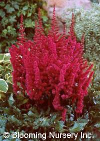 Astilbe chinensis 'Visions in Red'